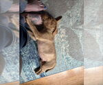 Small #1 Plott Hound Mix