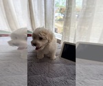 Small #2 Maltipoo (Toy)