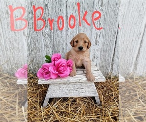 Goldendoodle Puppy for sale in WOOSTER, OH, USA