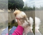 Small #9 Pomeranian