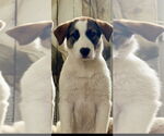 Small #3 Great Pyrenees Mix