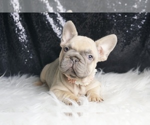 Medium French Bulldog