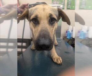 German Shepherd Dog Dogs for adoption in Mobile, AL, USA