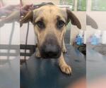 Small German Shepherd Dog