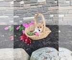Puppy Twix Pembroke Welsh Corgi