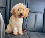 Small Photo #1 Goldendoodle mix (+ Poodle Toy) Puppy For Sale in RUSSELLVILLE, KY, USA