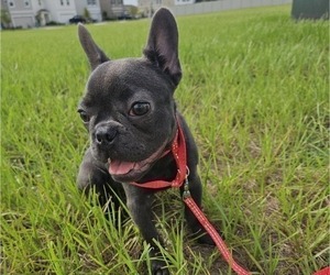 French Bulldog Puppy for sale in MIAMI, FL, USA