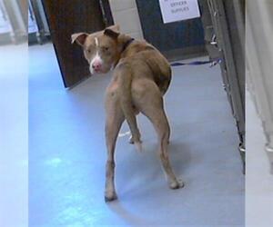 American Pit Bull Terrier-Catahoula Leopard Dog Mix Dogs for adoption in Fayetteville, NC, USA
