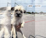 Small #3 Mutt