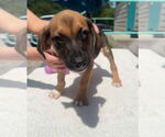 Small #9 Mutt