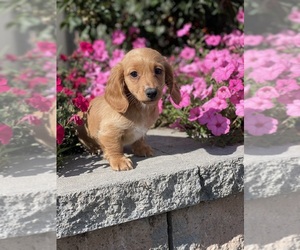 Dachshund Puppy for sale in CANOGA, NY, USA