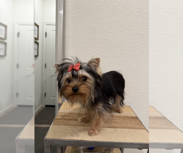 Medium Photo #1 Yorkshire Terrier Puppy For Sale in ROSEVILLE, CA, USA