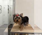 Small Yorkshire Terrier