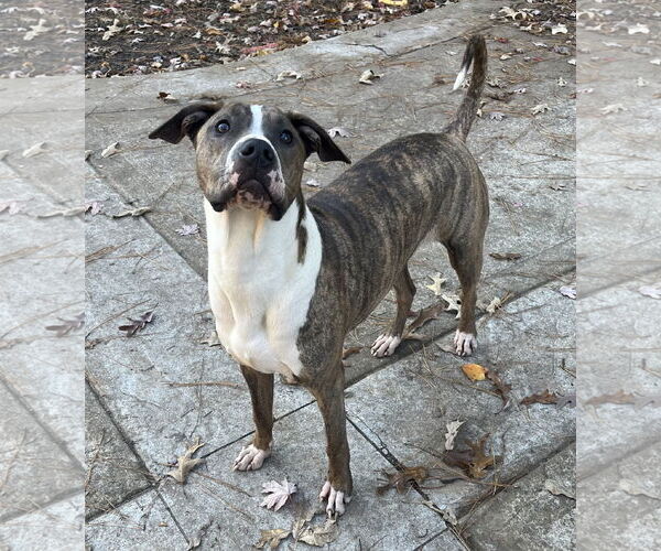 Medium Photo #10 Mutt Puppy For Sale in Holly Springs, NC, USA