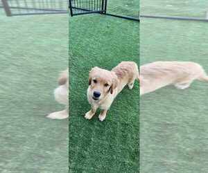 Golden Retriever Puppy for sale in UNION MILLS, IN, USA