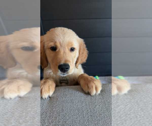 Medium Photo #4 Golden Retriever Puppy For Sale in WALTON, KY, USA