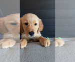 Small Photo #4 Golden Retriever Puppy For Sale in WALTON, KY, USA