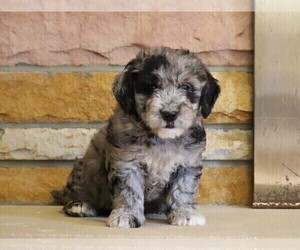 English Cream Golden Retriever-Poodle (Miniature) Mix Puppy for sale in FREDERICKSBG, OH, USA