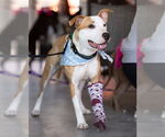 Small #4 American Pit Bull Terrier