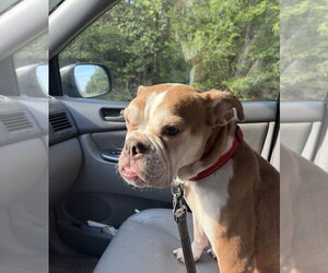 Jody ~ meet me! - Female Free-Lance Bulldog Dog for Adoption - Photo #2