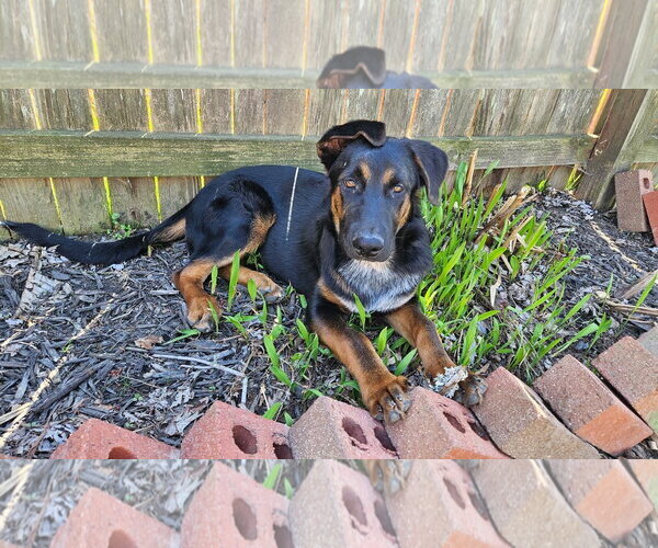 Medium Photo #3 Shepweiller Puppy For Sale in New Hill, NC, USA