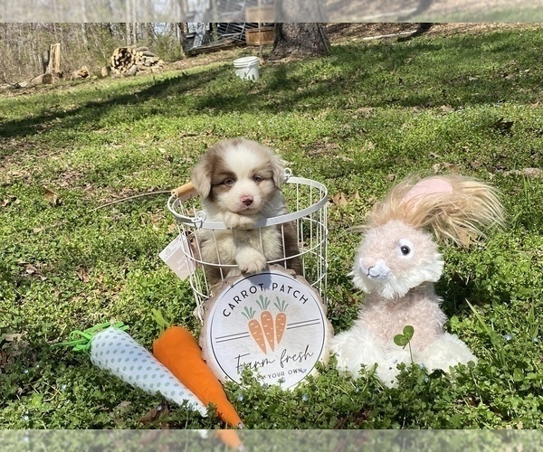 Medium Photo #1 Miniature Australian Shepherd Puppy For Sale in ARCHDALE, NC, USA