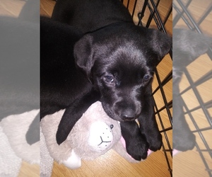 Labrador Retriever Puppy for sale in SAUGUS, MA, USA