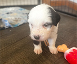 Small #12 Old English Sheepdog