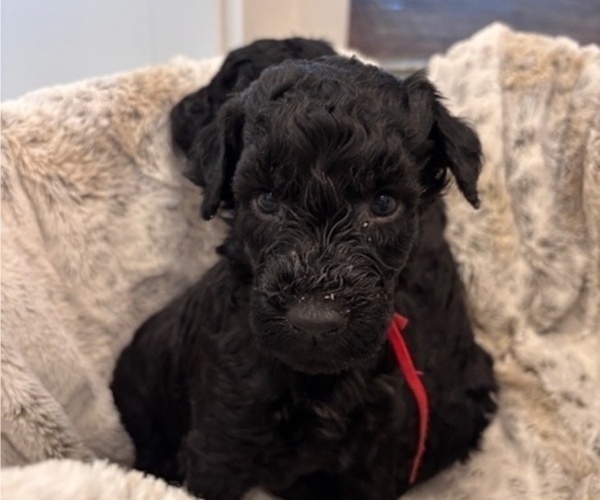 Medium Photo #3 Schnoodle (Giant) Puppy For Sale in ANDERSON, CA, USA