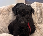 Small Photo #21 Schnoodle (Giant) Puppy For Sale in ANDERSON, CA, USA