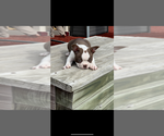 Small #3 Boston Terrier