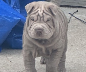 Chinese Shar-Pei Puppy for sale in NEW CANEY, TX, USA