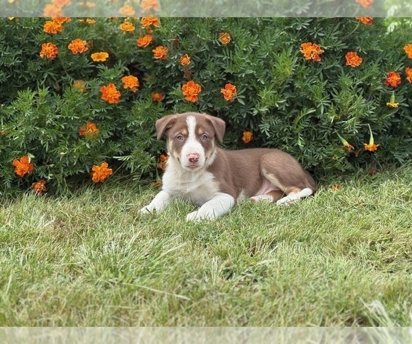Medium Photo #5 Border Collie Puppy For Sale in AMES, IA, USA