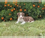 Small #4 Border Collie