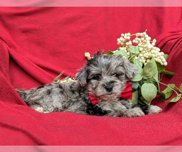 Medium Photo #4 YorkiePoo Puppy For Sale in LINCOLN UNIVERSITY, PA, USA
