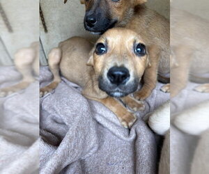 Mutt Dogs for adoption in Oklahoma City, OK, USA