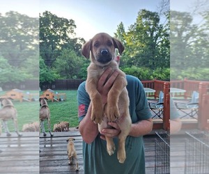 German Shepherd Dog-Great Dane Mix Puppy for sale in LAKEVIEW, AR, USA