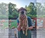 Small German Shepherd Dog-Great Dane Mix
