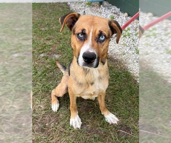 Medium Photo #1 Black Mouth Cur-Unknown Mix Puppy For Sale in Naples, FL, USA