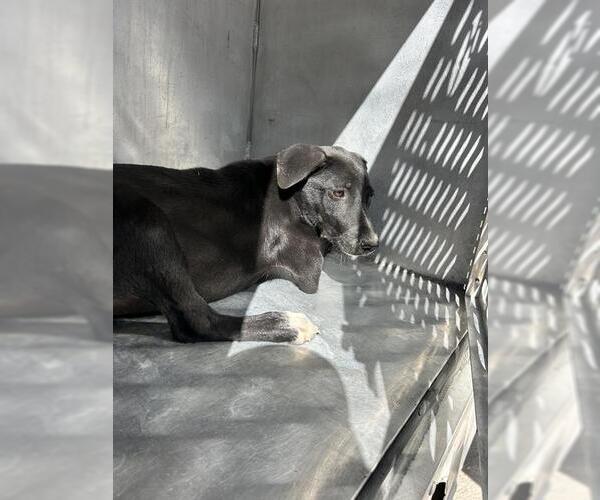 Medium Photo #1 Shepradors Puppy For Sale in Conroe, TX, USA