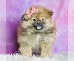 Small #4 Pomeranian