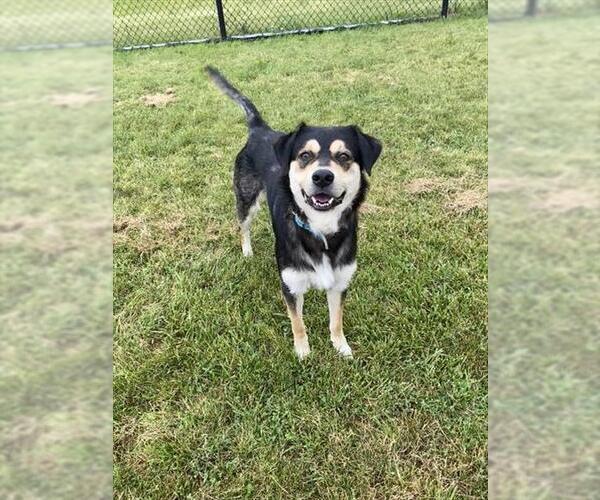 Medium Photo #1 English Shepherd-Siberian Husky Mix Puppy For Sale in Fort Wayne, IN, USA