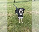Small English Shepherd-Siberian Husky Mix