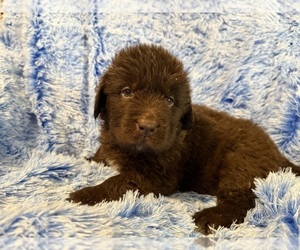 Newfoundland Puppy for sale in MARTINSBURG, WV, USA