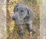Small Photo #1 Weimaraner Puppy For Sale in BERWICK, PA, USA
