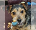 Small Border Terrier Mix