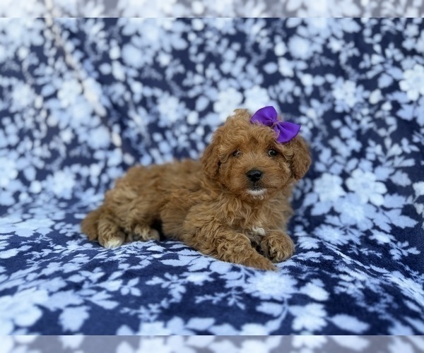 Medium Photo #4 Cavapoo (Miniature) Puppy For Sale in LAKELAND, FL, USA