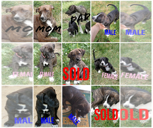 Mountain Cur Puppy for sale in GREEN BAY, WI, USA