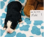 Small Photo #12 Bernese Mountain Dog Puppy For Sale in ATKINSON, NE, USA