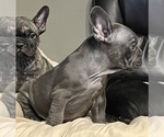 Small Photo #37 French Bulldog Puppy For Sale in COLUMBUS, OH, USA
